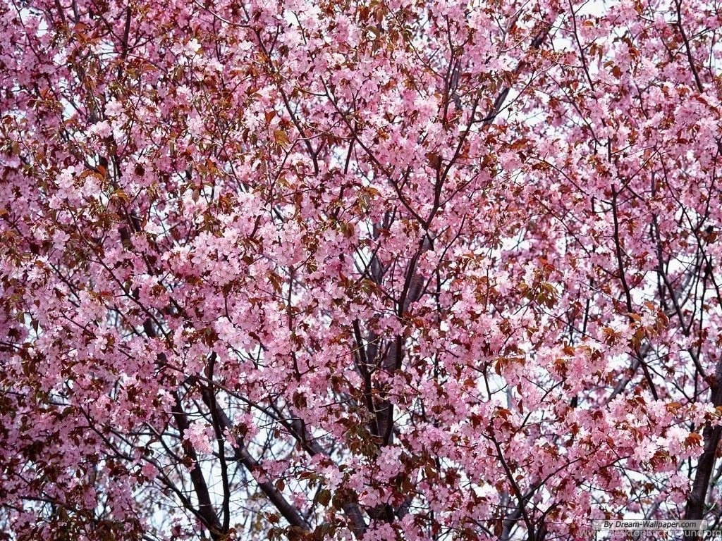 Free Wallpapers Free Flower Wallpapers Cherry Blossom Wallpapers ...