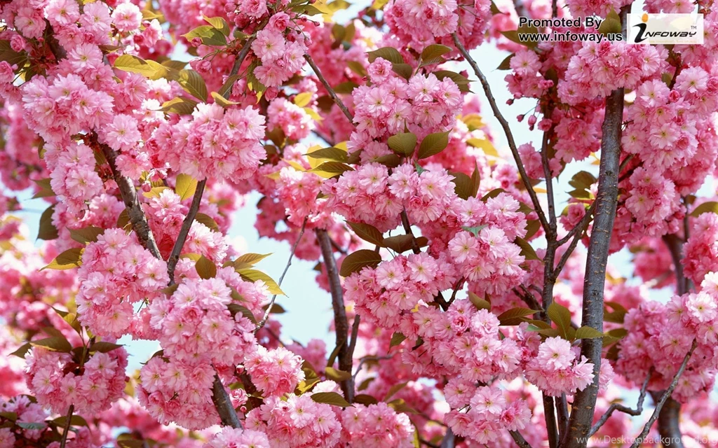 Blossoms Flower Wallpapers Photo 210 Of 329