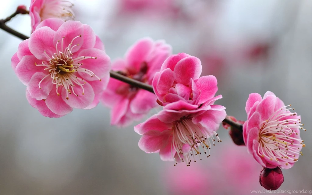 Cherry Blossom Desktop Backgrounds HD 1920x1200