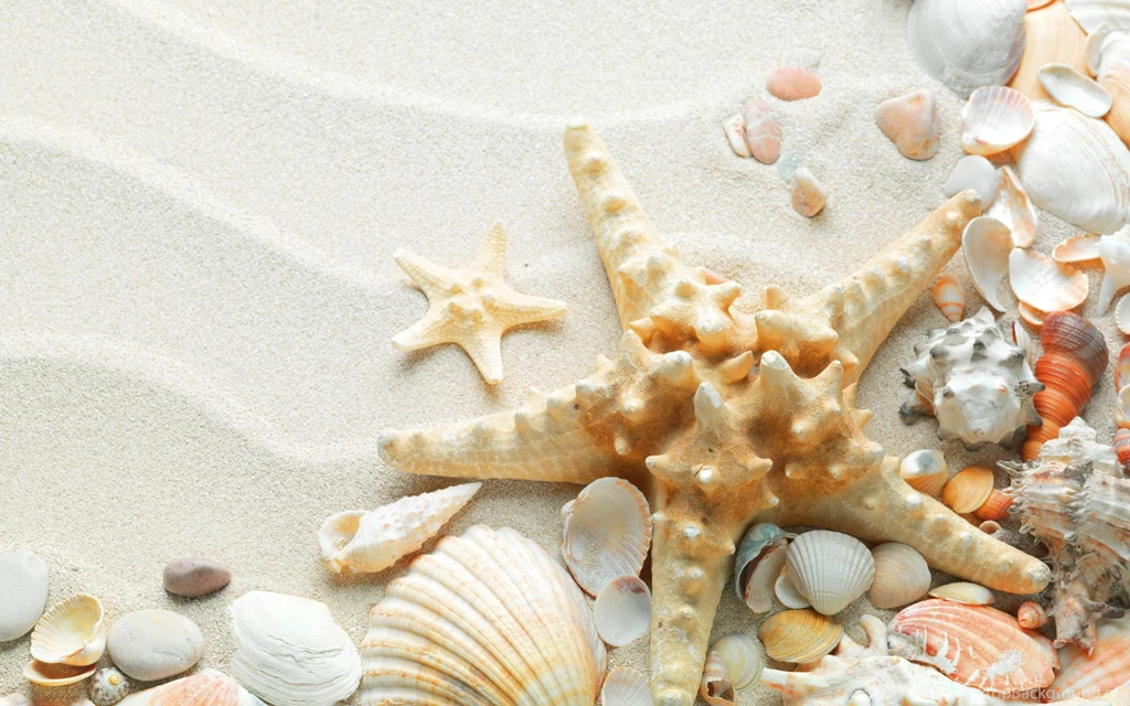 Sea Shells On The Sand.jpg