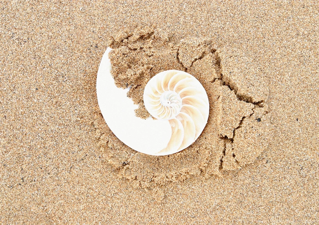 Top Sea Shell Sand Images For Pinterest