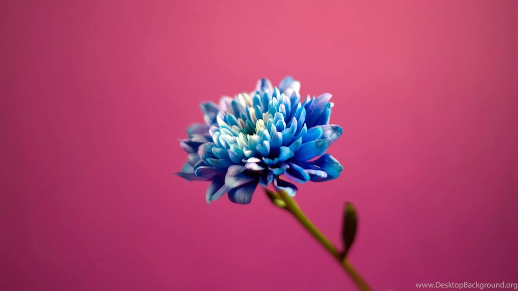 Blue In Pink Backgrounds