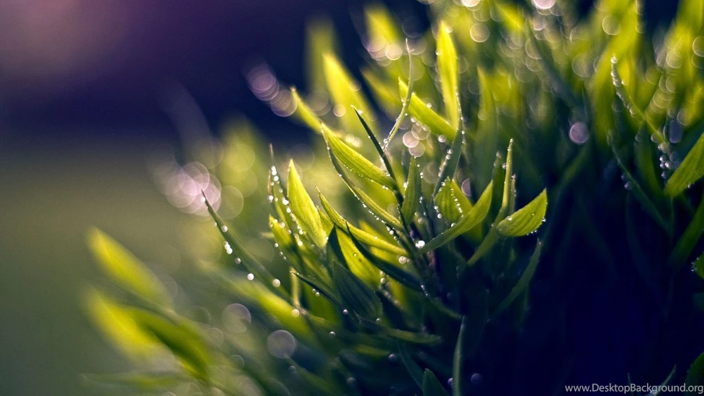 Nature Macro Depth Of Field Fresh New Hd Wallpaper (1 ...