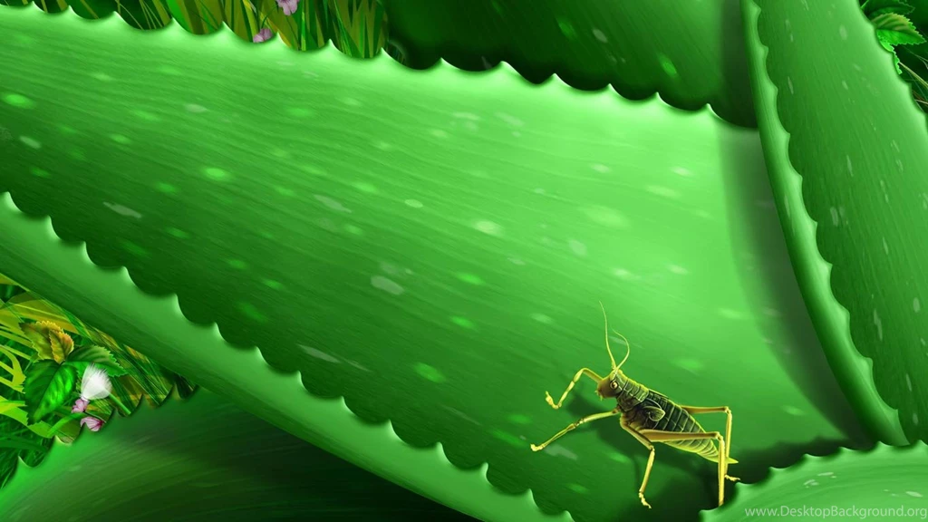 Desktop Wallpapers · Gallery · HD Notebook · Katydid 1366x768 ...