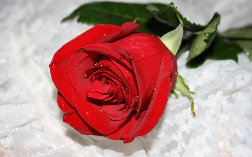 Red Flowers HD Wallpapers HD Images New