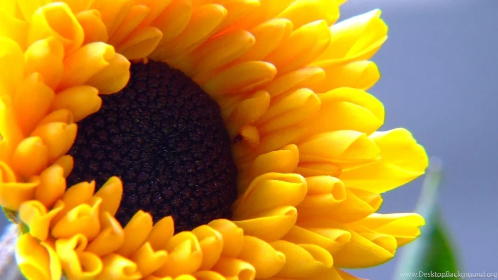Download 1600x900 Sunflower Wallpapers