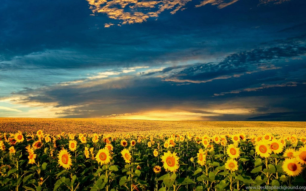 Sunflower wallpaper 1.jpg