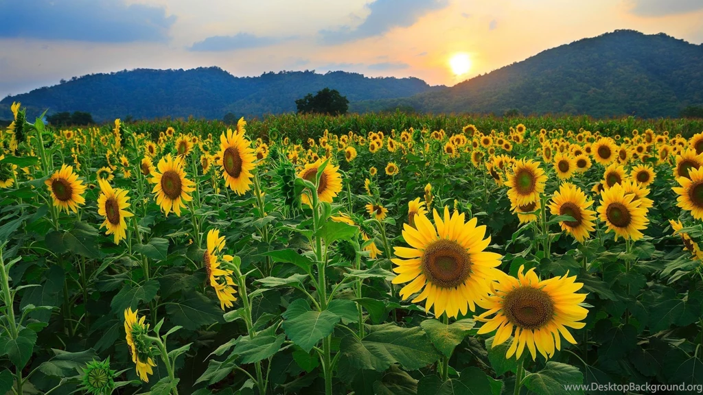 253 Sunflower HD Wallpapers