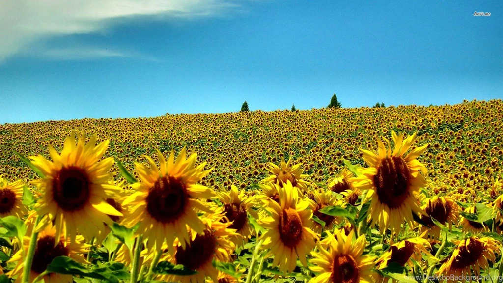 Sunflower Field Wallpapers Flower Wallpapers