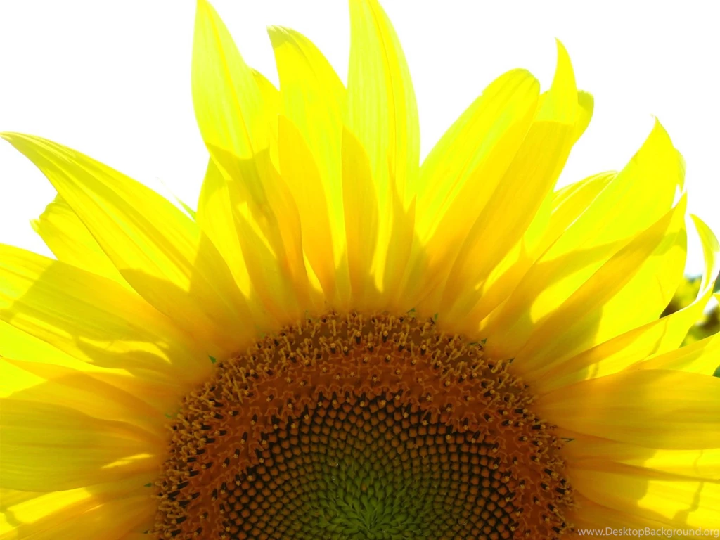 Sunflower Photo Free High Resolution Pictures Wallpapers Free ...