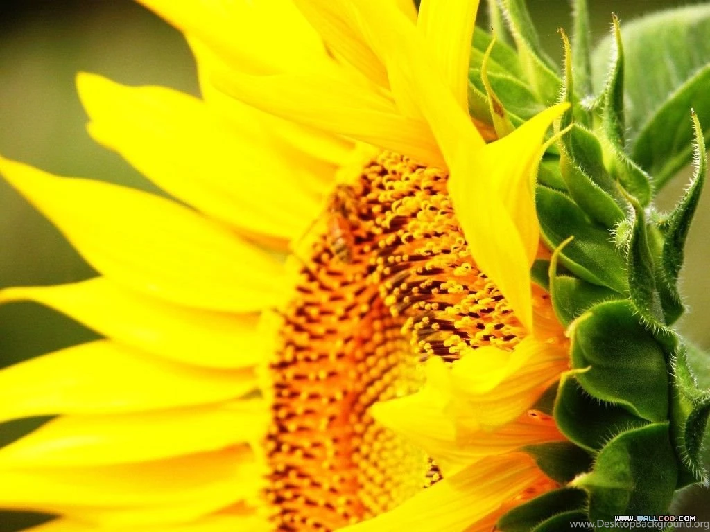 Sunflower Wallpapers/pictures/Photos/Photography16 Wallcoo.net