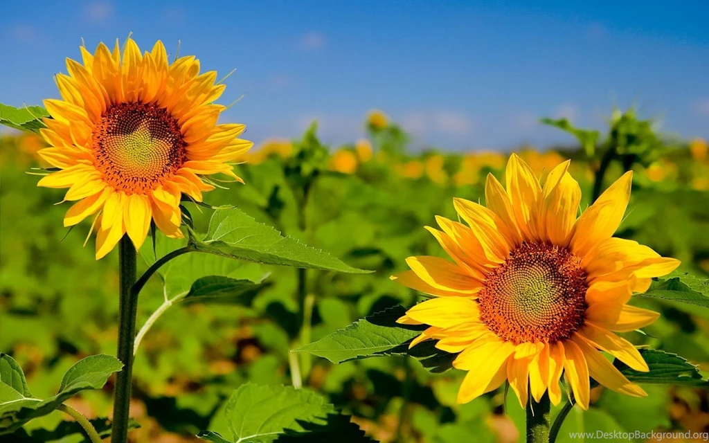 HD Best Desktop Wallpapers: Sunflower Wallpapers