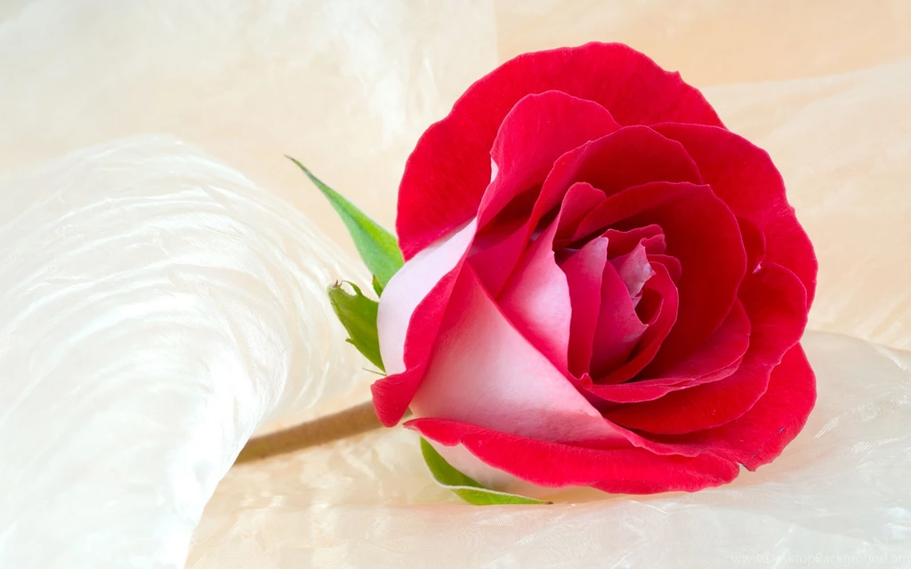 Rose Flower Wallpapers HD