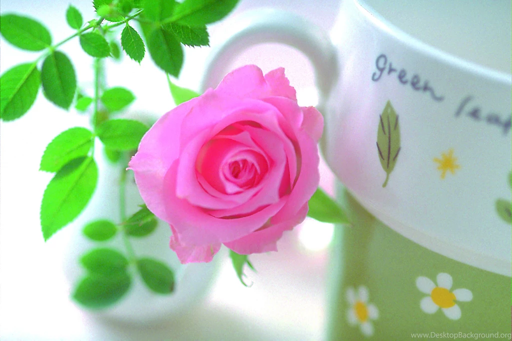 Superb Pink Rose Wallpapers   HD Images New