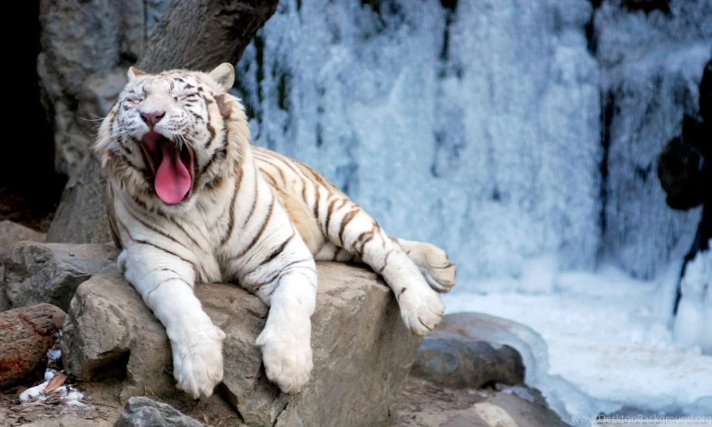 Yawning Tiger HD Desktop Wallpapers : Widescreen : High Definition ...