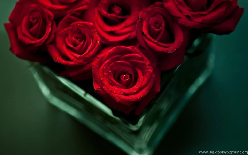 Rose Flower Images Photos And Wallpapers Download
