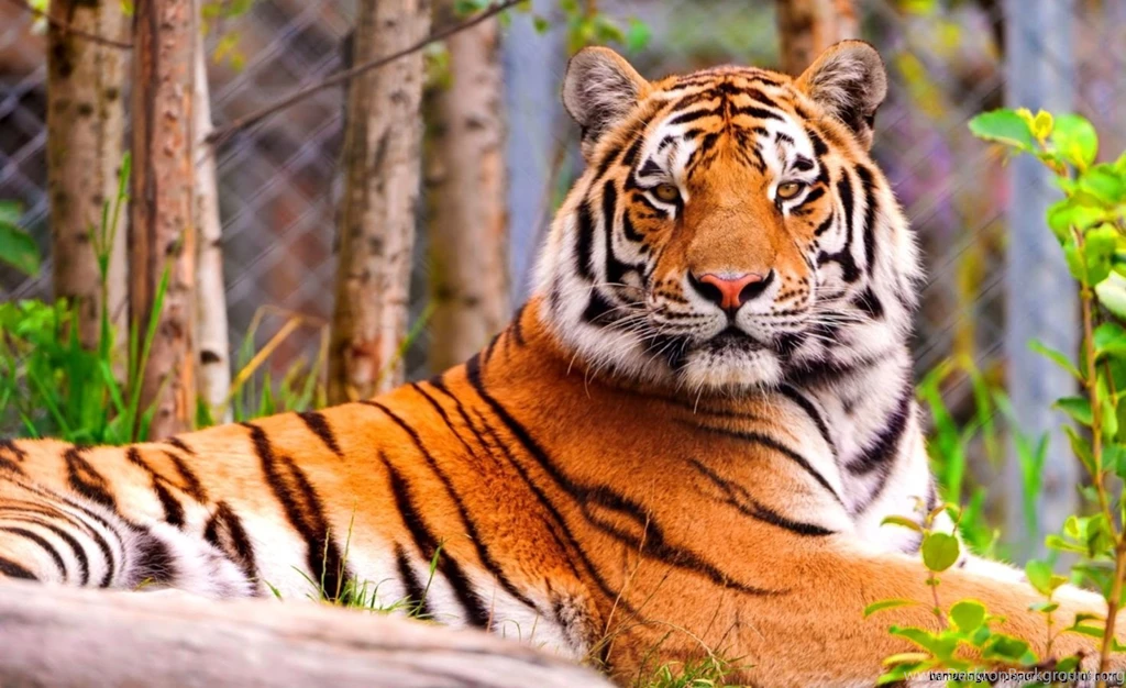 Tiger Wallpapers High Resolution