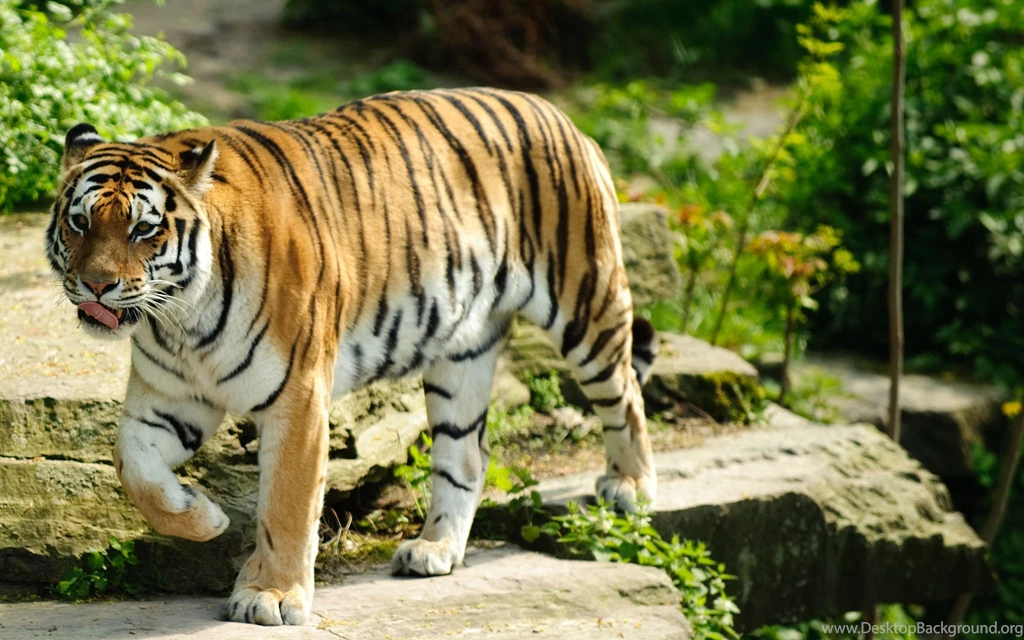Tigers Angry Wild Tiger Running In Forest Wallpapers Hd 1080p ...