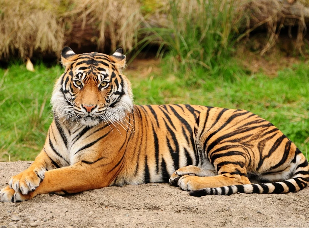 Hd Tiger Wallpapers Widescreen GRS17