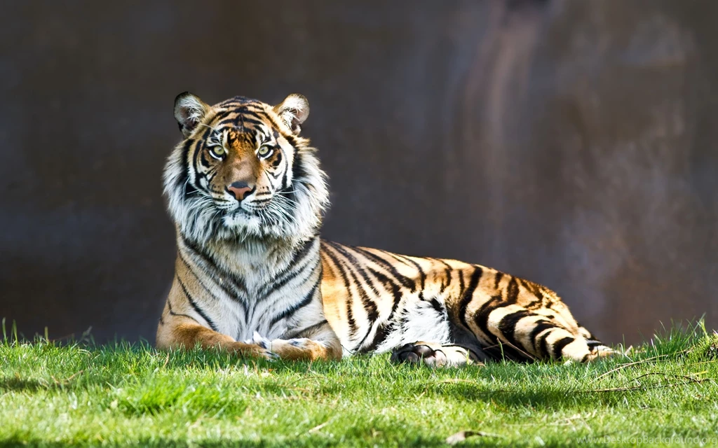 Tiger Sitting