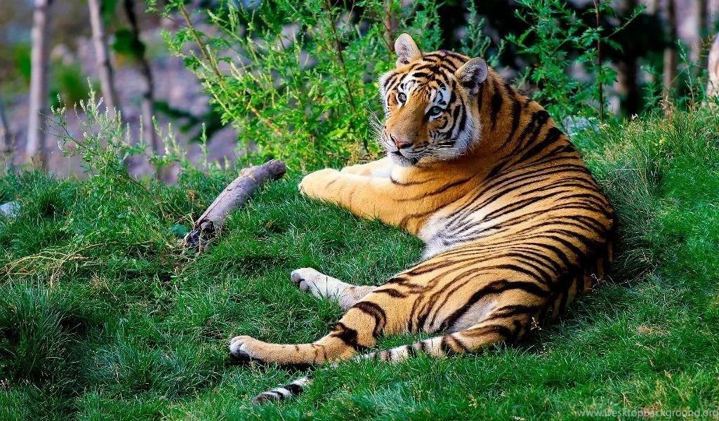High Resolution Tiger Wallpapers Splendid Wallpapers HD