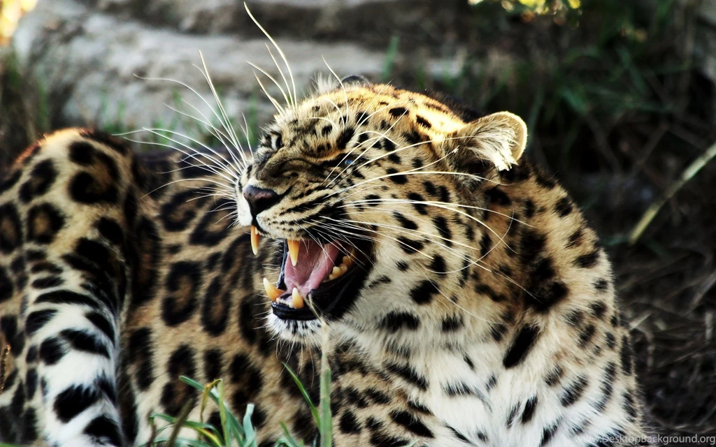 Roaring Tiger Widescreen Wallpapers
