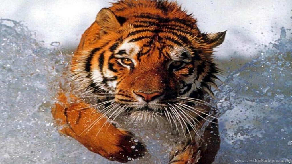 Running Tiger Water Widescreen Wild Animlas Hd Wallpapers (