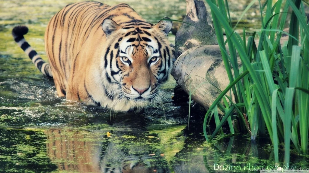 Tiger HD Desktop Wallpapers : Widescreen : High Definition ...