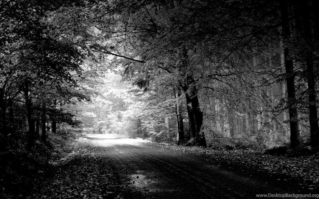 Top Black And White Nature Wallpaper Images For Pinterest