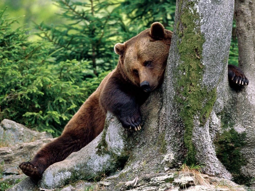 Enjoying Wild Bear Wallpapers For Desktop Zibrato