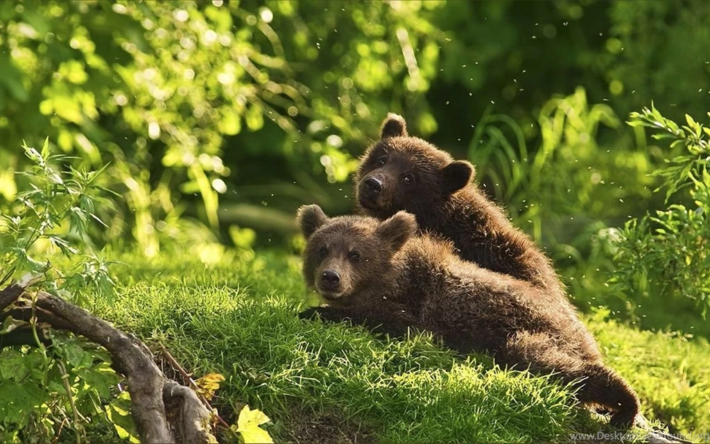 Tween Bears HD Wallpapers