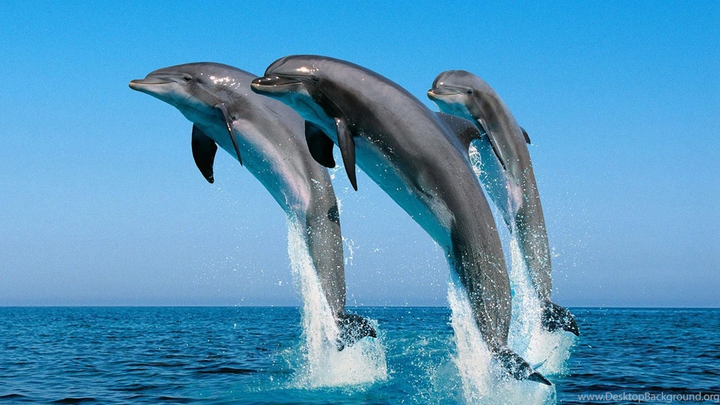 dolphins hd wallpapers download free dolphins hd wallpapers