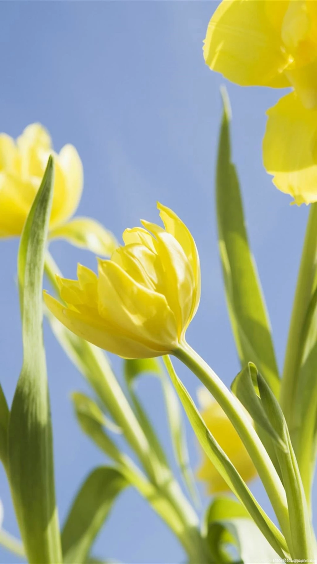 1080x1920 Flower Spring Nature Wallpapers HD