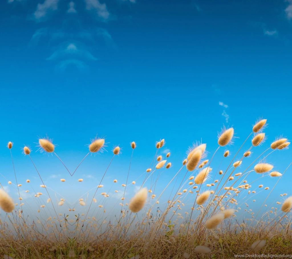 HTC One M9 Wallpapers Gallery Phone Probe