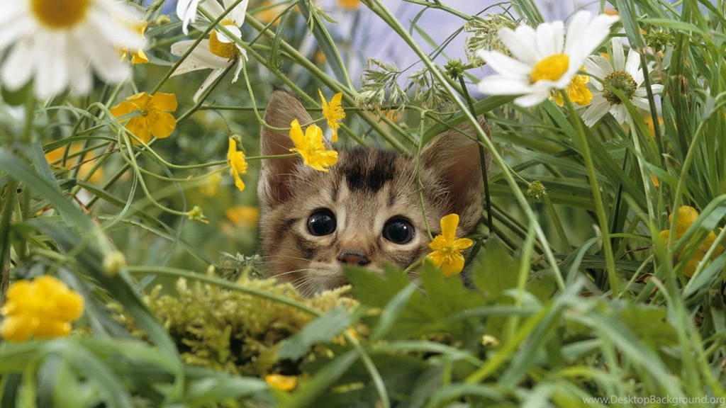 Www.intrawallpaper.com Animals Page 1