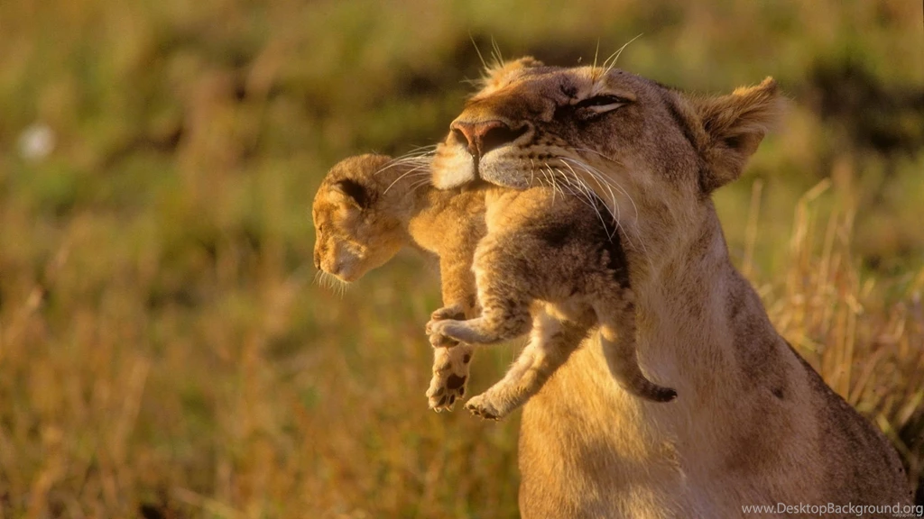 Ultimate Collection Of Animal HD Wallpapers HD Wallpapers Inx