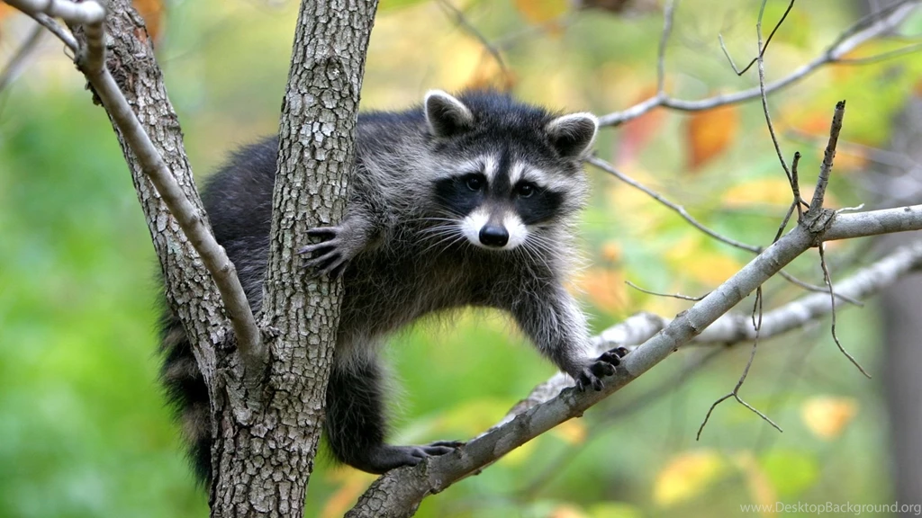 Download Wallpapers 1920x1080 Raccoon, Branches, Trees, Climbing ...