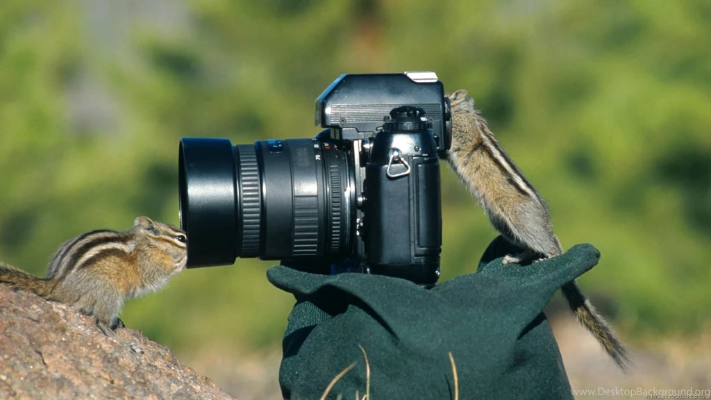 Animals Full HD Wallpapers, HD 1080P, 1980X1080, High Quality ...