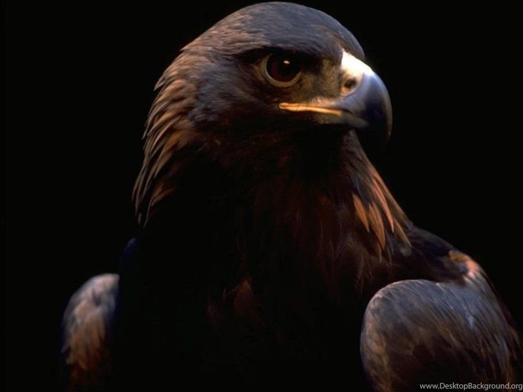 Animals Voegel Papageien Wallpapers