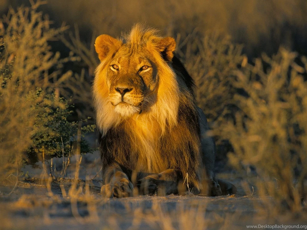 HD Lion Pictures Lions Wallpapers HD Animal Wallpapers