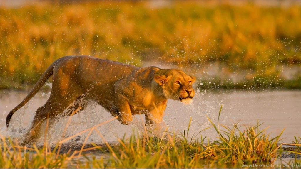 Lion Desktop Wallpapers , New Wallpapers, New Wallpapers
