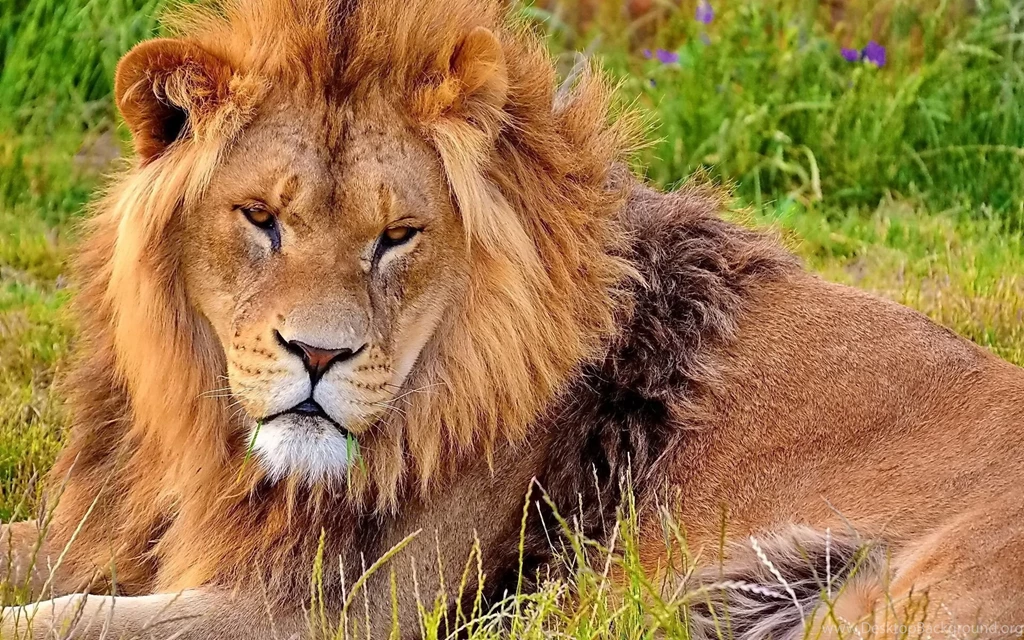 Top Hd Lion Wallpapers Download Images For Pinterest