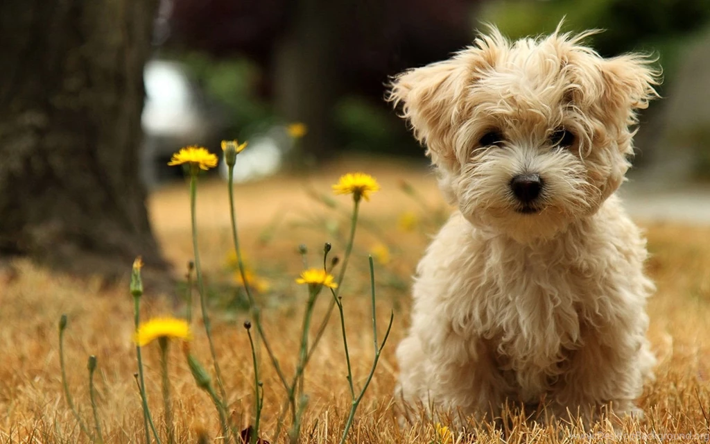 Desktop Hd Funny Puppy PowerballForLife