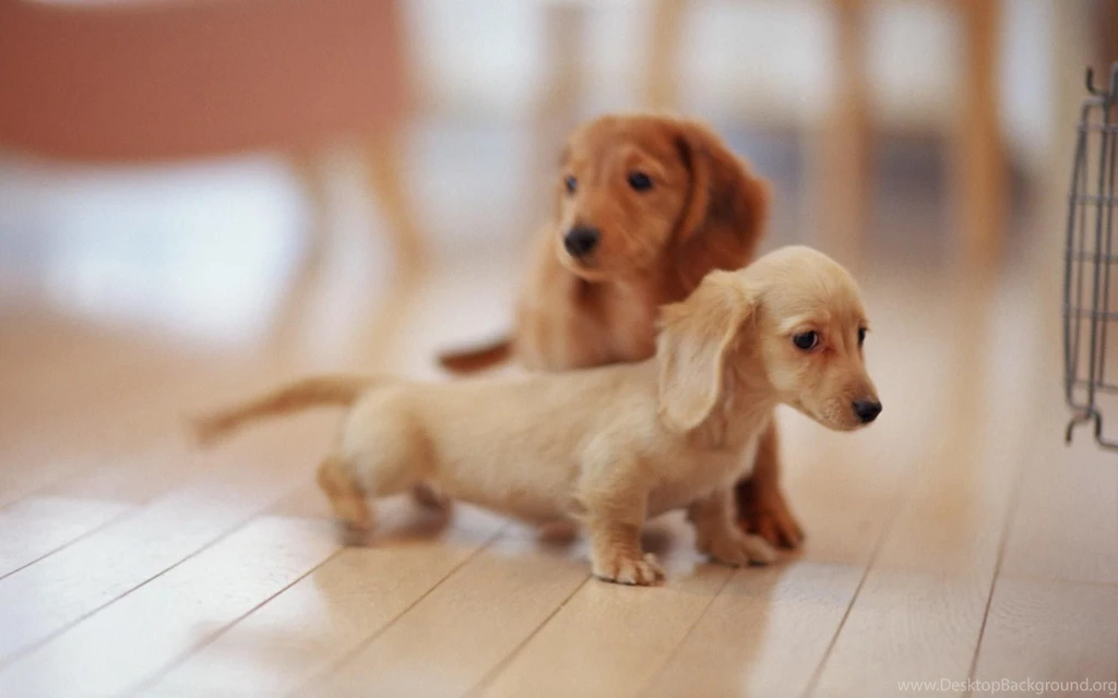 3D Cute Puppies Wallpaper Images Dogs 3d Hd Wallpapers Of Cute ...