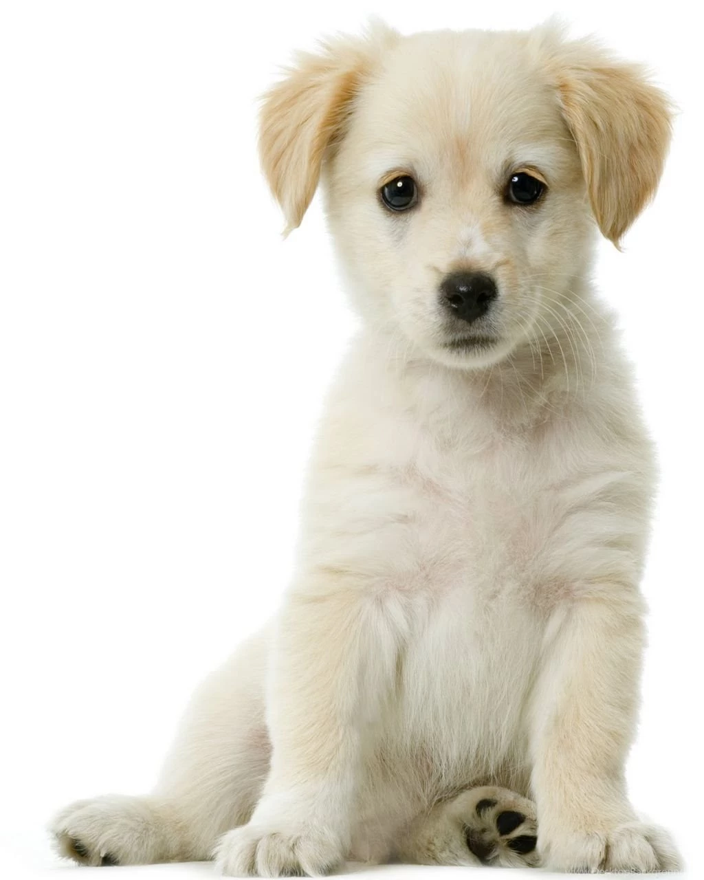 Puppy Puppy Photos Hd For Mobile – Finehdwallpaperr.com