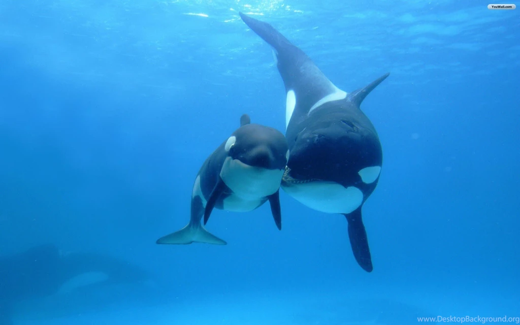 YouWall Orca Mother And Baby Wallpapers Wallpaper,wallpapers ...