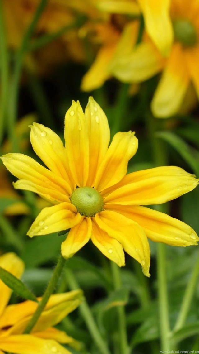 Flower iPhone wallpaper For iPhone 5 5c 5s 640x1136 yellow flower with some water drops .jpg