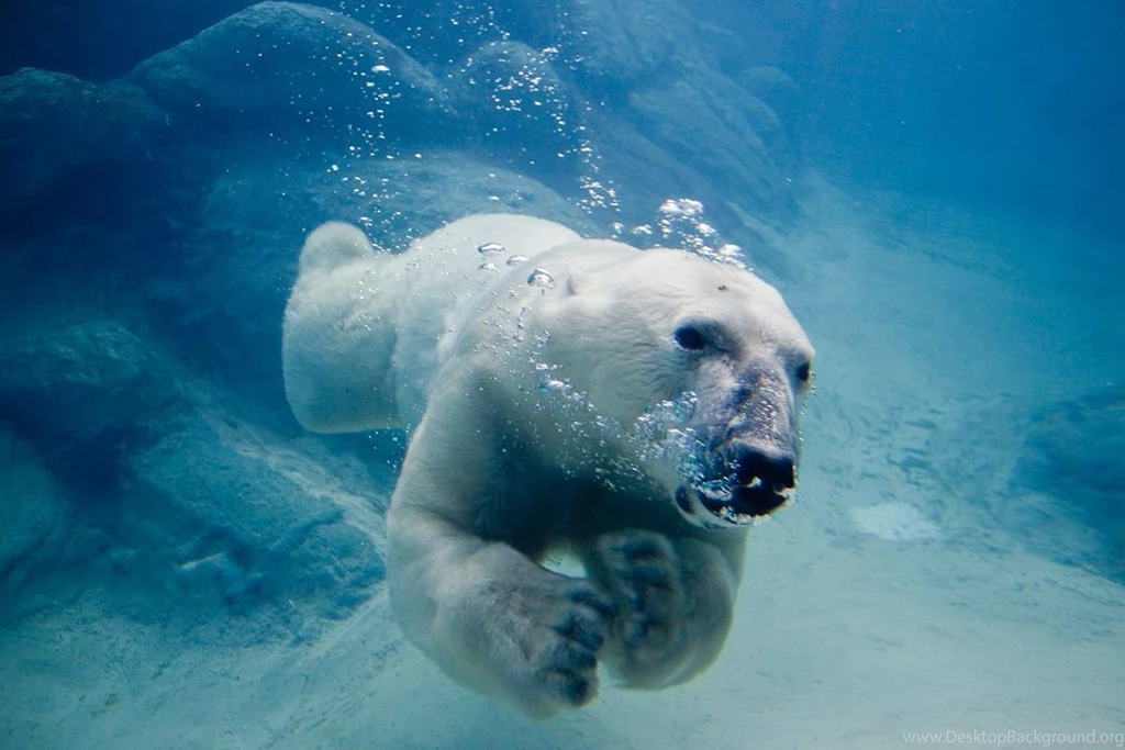Polar Bear Desktop Backgrounds