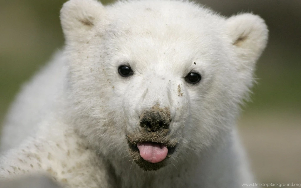 312 Polar Bear HD Wallpapers