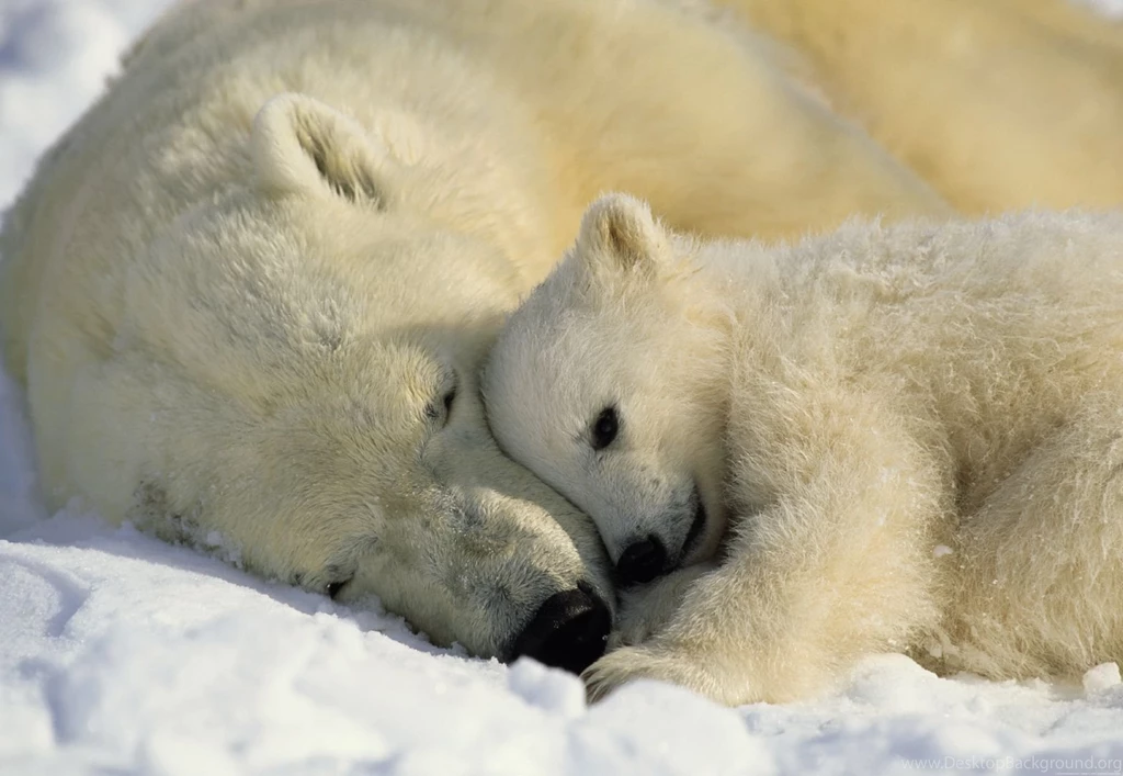 Polar Bear Background Images